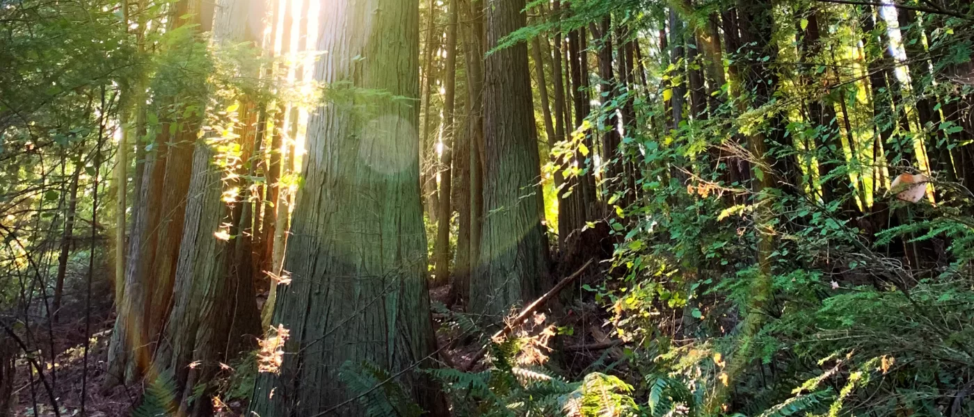 Our timber insights guide looks into pressure-treated pine and the many benefits associated with this affordable timber.