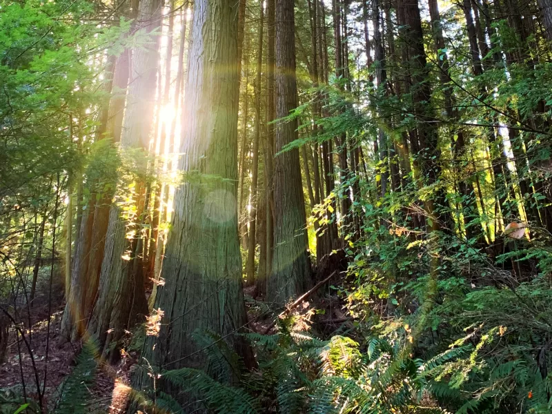 Timber Insights: Cedar