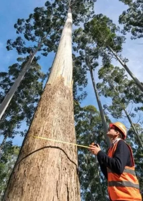 Timber Insight: Red Grandis